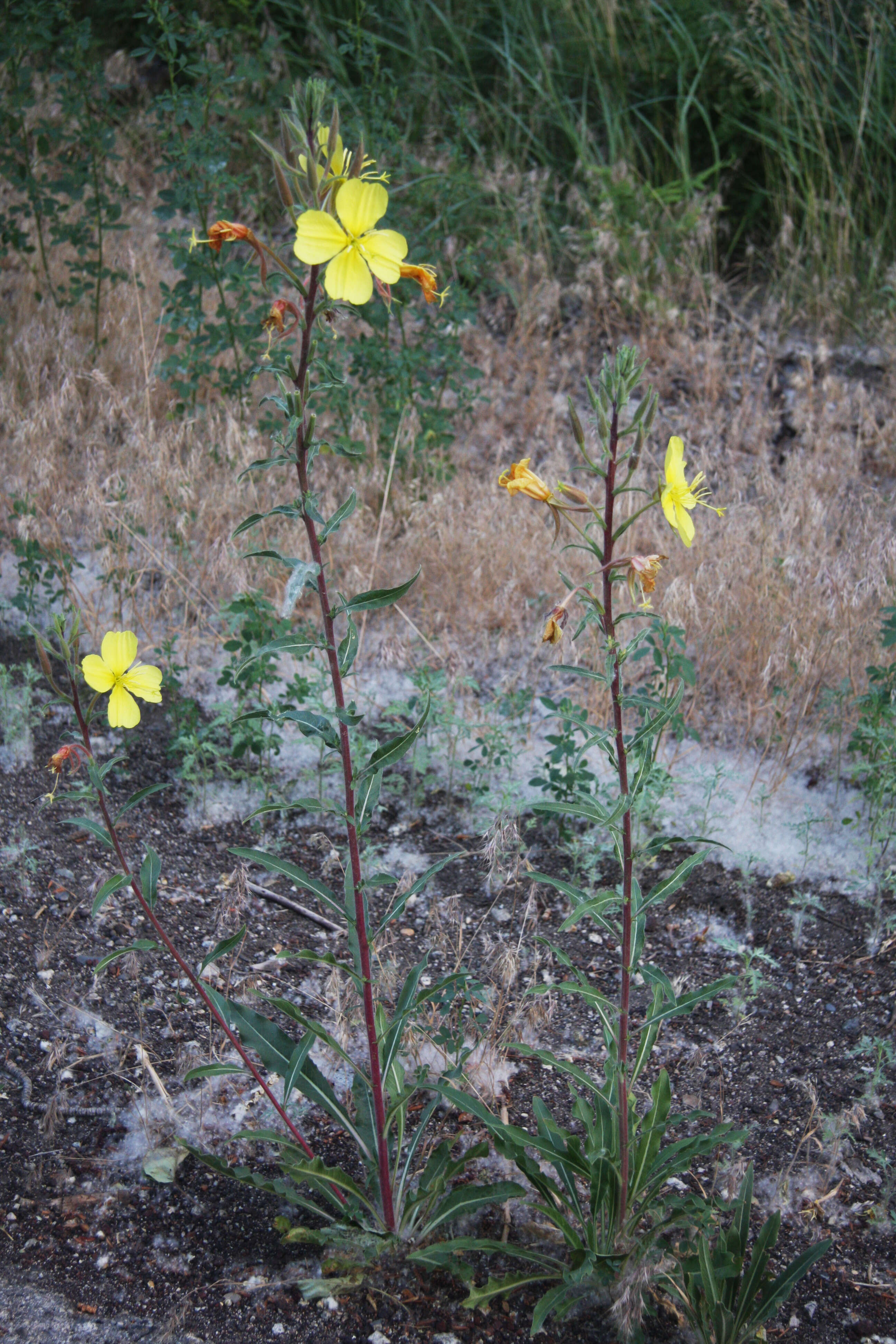 Image of Hooker's evening primrose