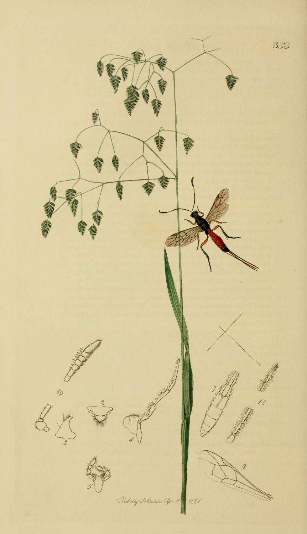 Plancia ëd Xorides fuligator (Thunberg 1822)