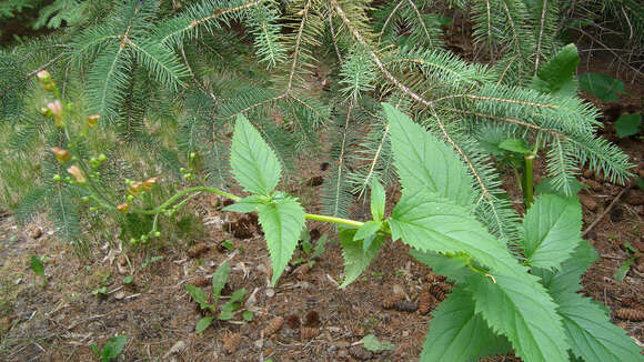 Imagem de Scrophularia lanceolata Pursh