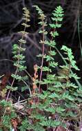 Image of Mulga fern