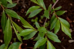 Image of European Violet-Willow