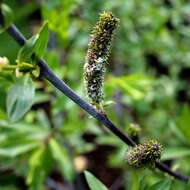 Image of European Violet-Willow