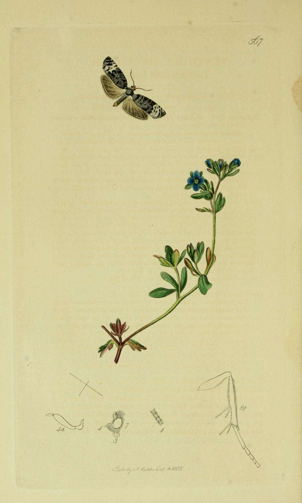 Image of Apotomis sauciana Hübner 1830