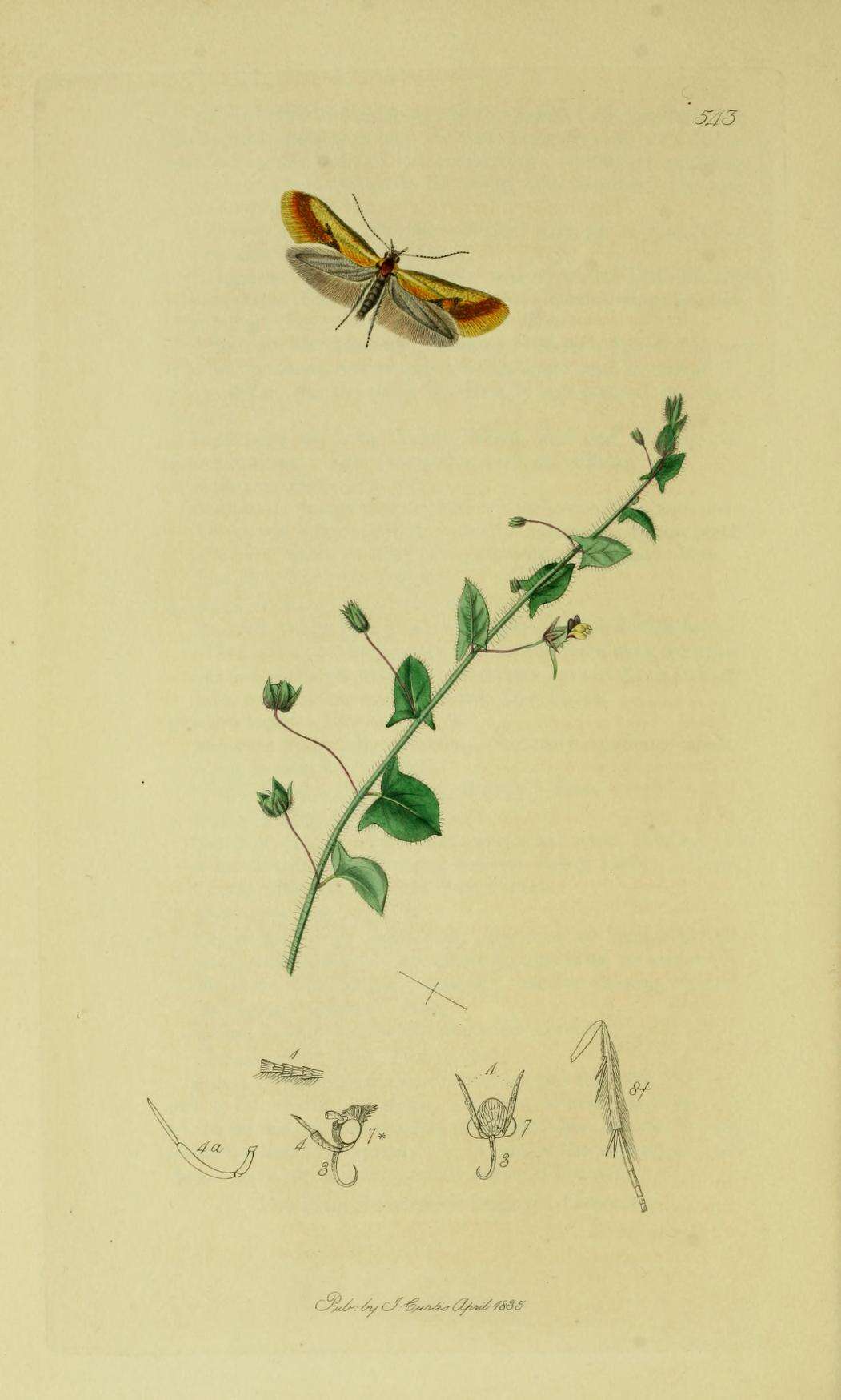 Image of Batia lunaris Haworth 1829