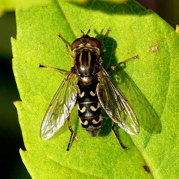 Image of Anasimyia contracta