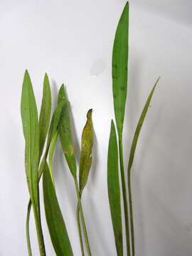 Image of Alisma canaliculatum A. Braun & C. D. Bouché