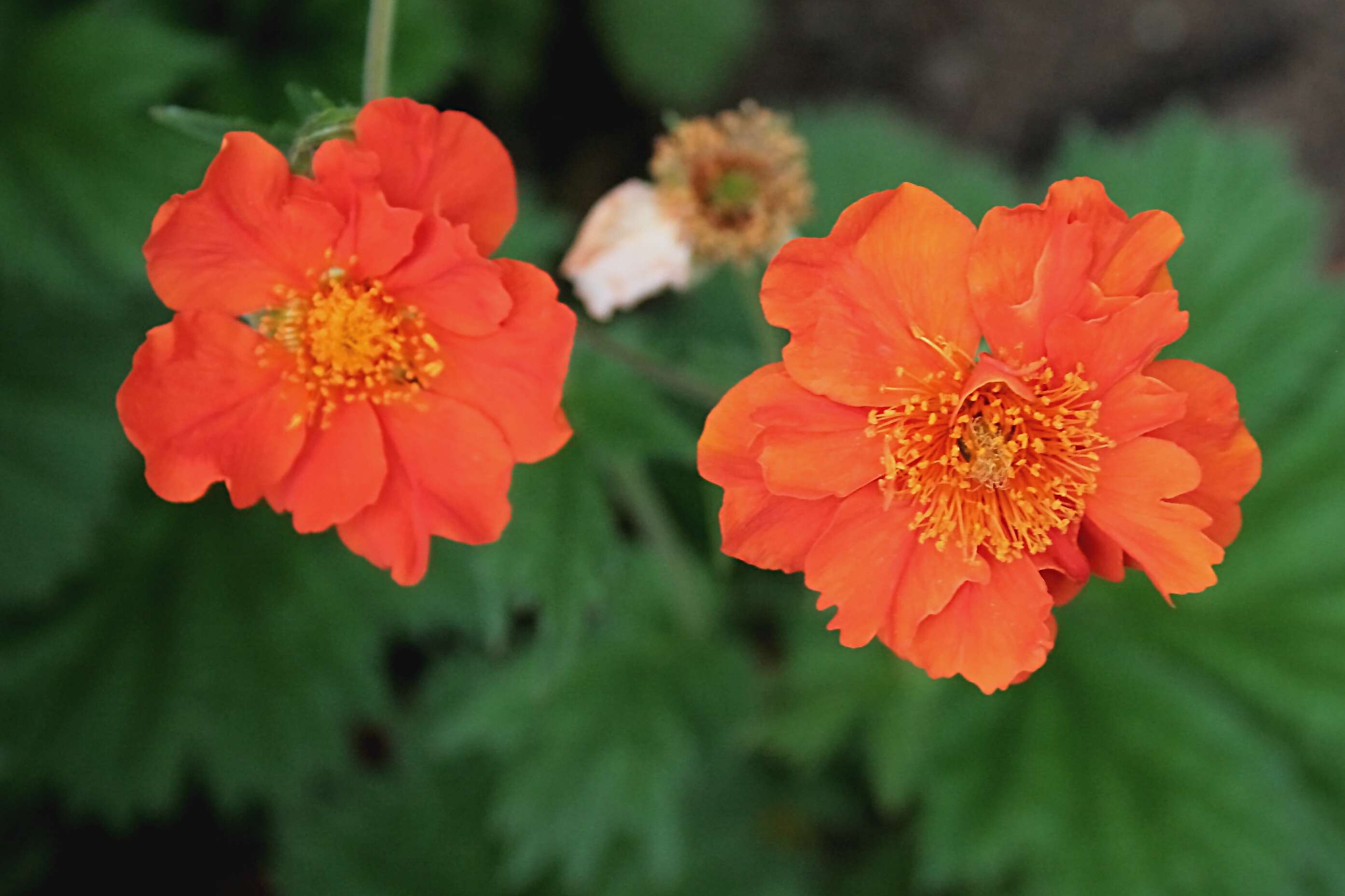 Image of Geum coccineum Sibth. & Sm.