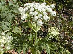 Image of American Cow-Parsnip