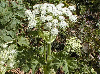 Plancia ëd Heracleum sphondylium subsp. montanum (Schleicher ex Gaudin) Briq.