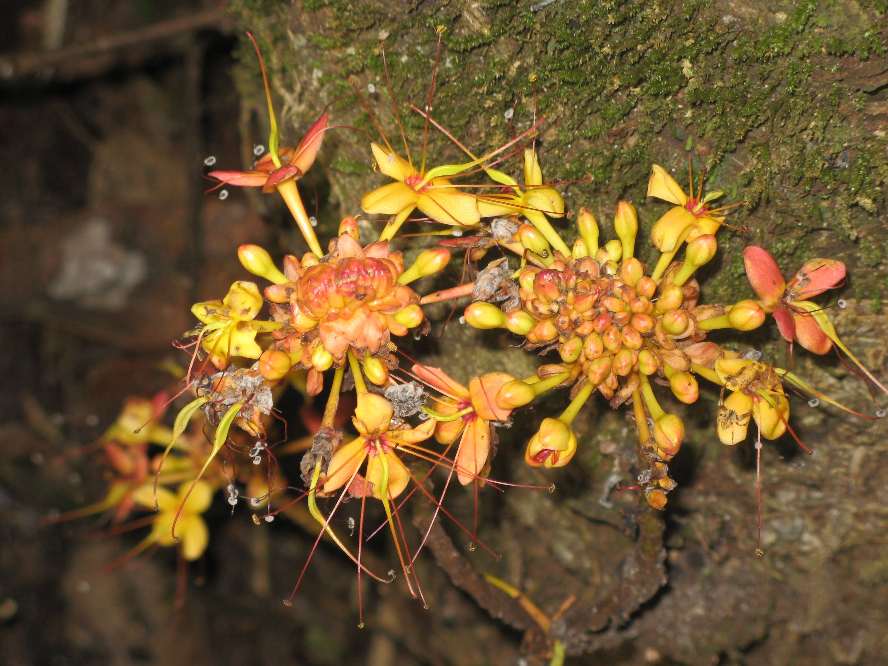 Слика од Saraca thaipingensis Prain