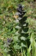 Image of Ajuga orientalis L.