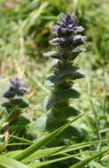 Image of Ajuga orientalis L.