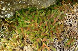 Image of Wallace's spikemoss