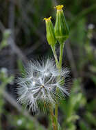 Image of chaparral ragwort