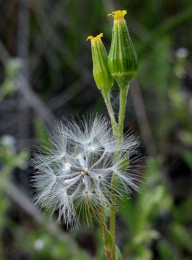 Image of chaparral ragwort