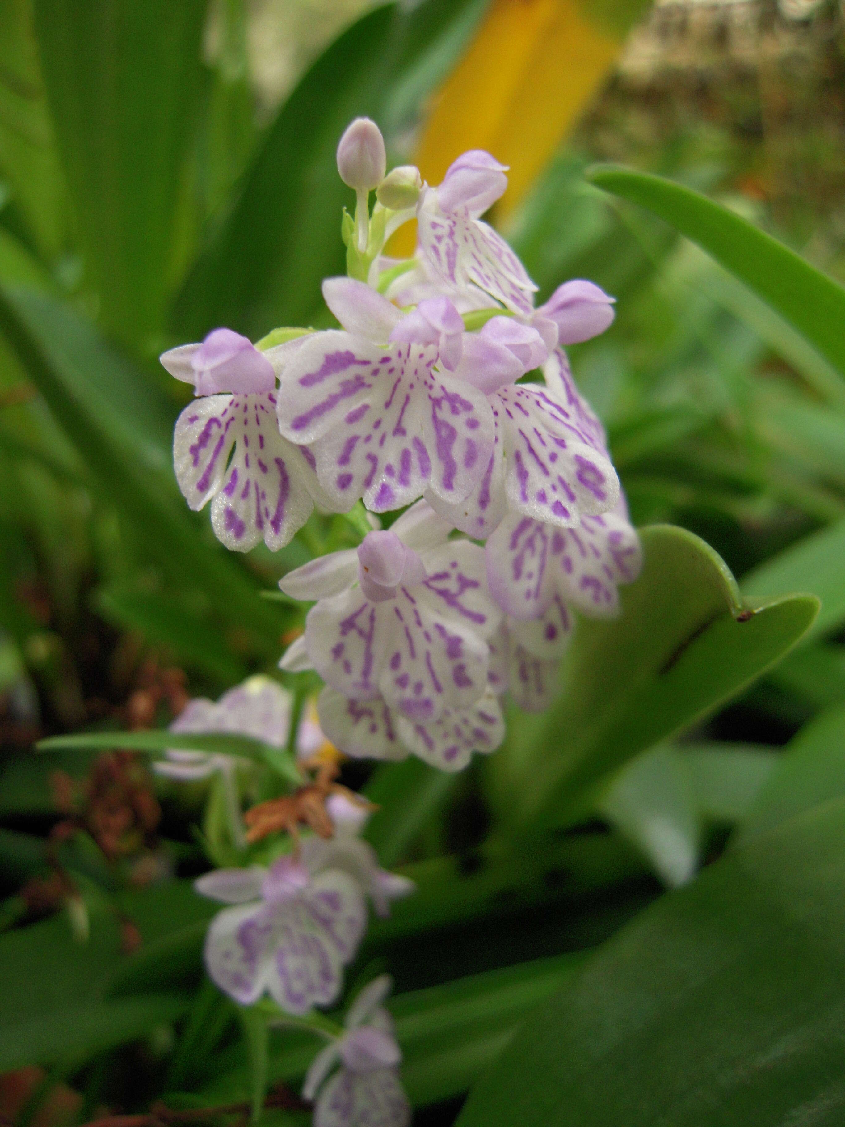 Image of Ponerorchis