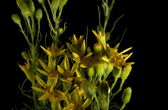 Image of dune ragwort