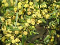 Image of Acacia verniciflua A. Cunn.