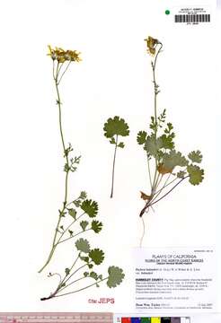 Image of Bolander's ragwort