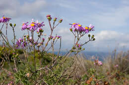 Image of redpurple ragwort