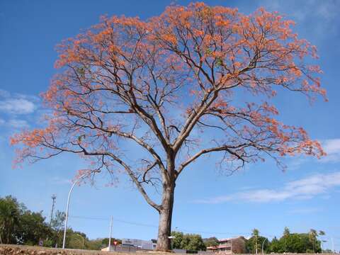 Image of Erythrina verna Vell.