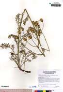 Image of widehead groundsel