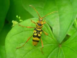 Image of Chlorophorus quinquefasciatus (Castelnau & Gory 1841)