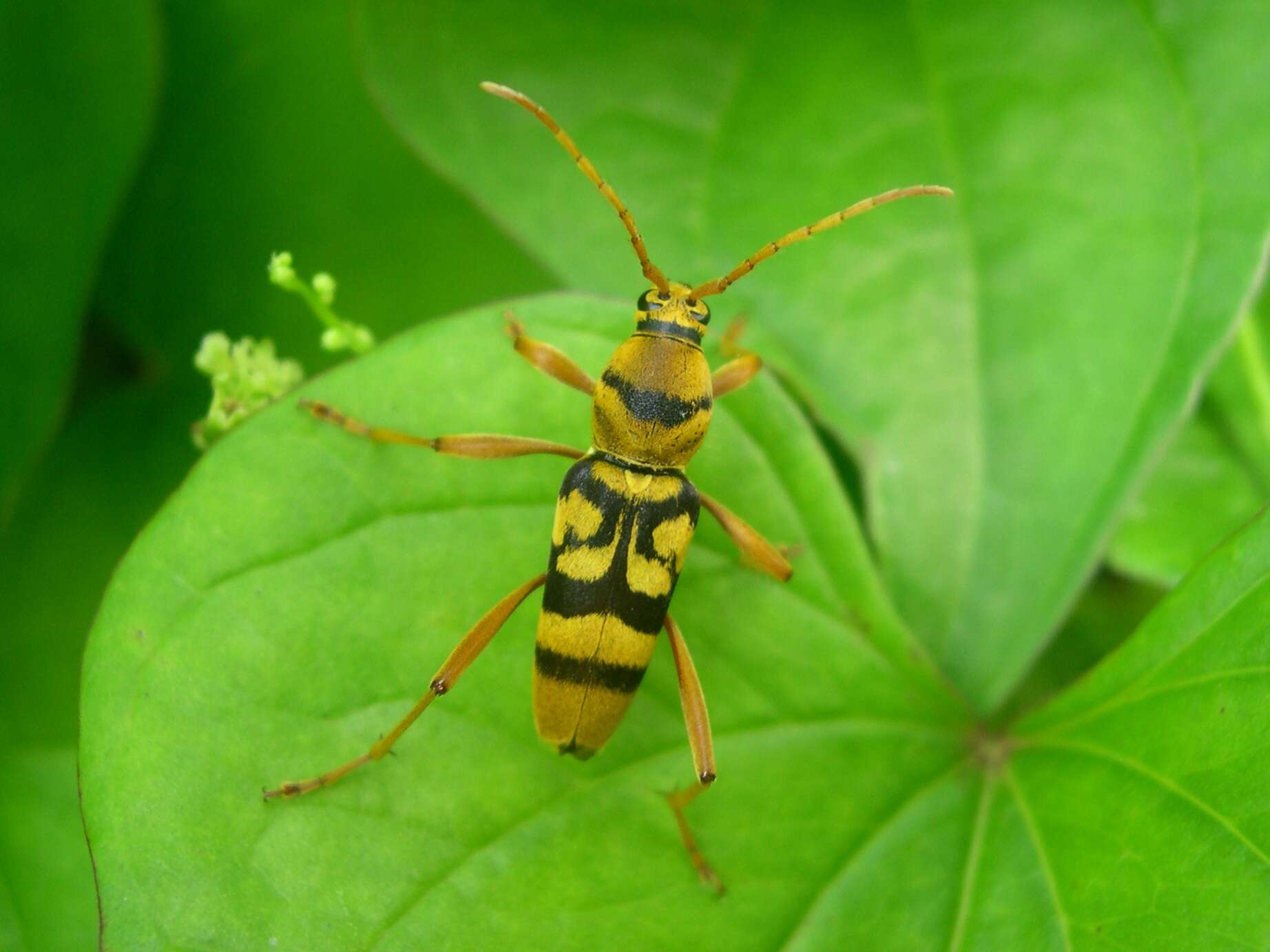 Image of Chlorophorus quinquefasciatus (Castelnau & Gory 1841)