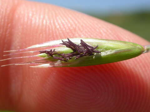 Image of California oatgrass