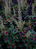 Image of common coleus