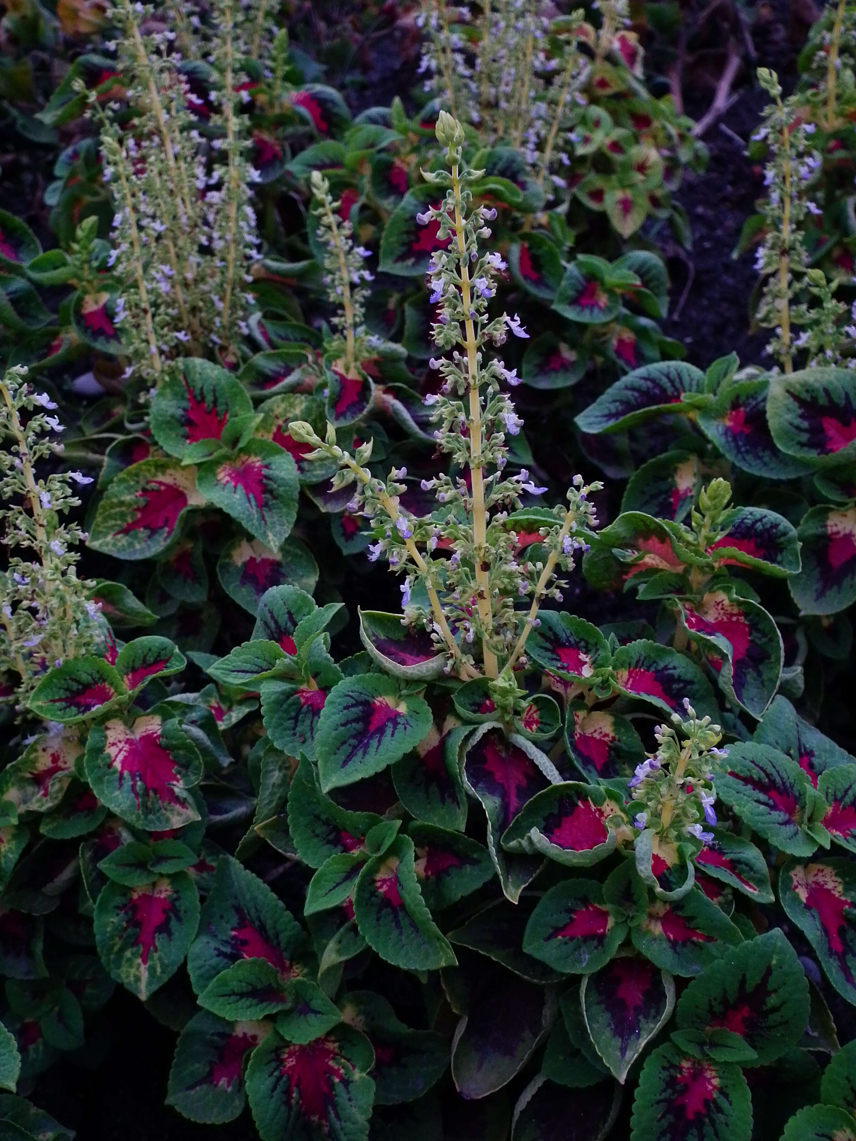 Image of common coleus