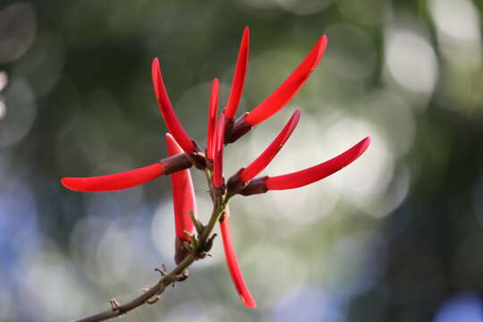 Imagem de Erythrina atitlanensis Krukoff & Barneby