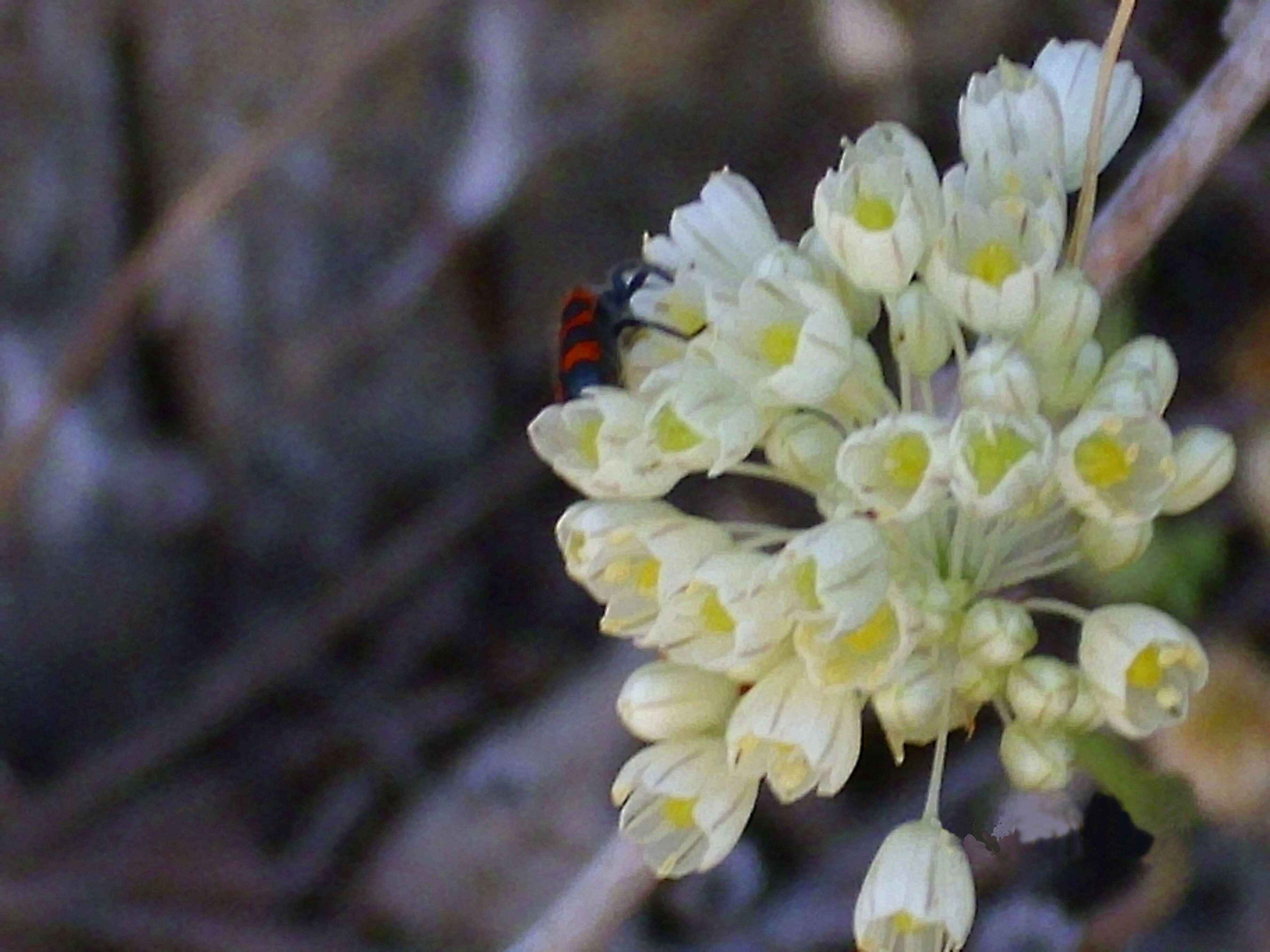 Image of Allium flavum subsp. flavum