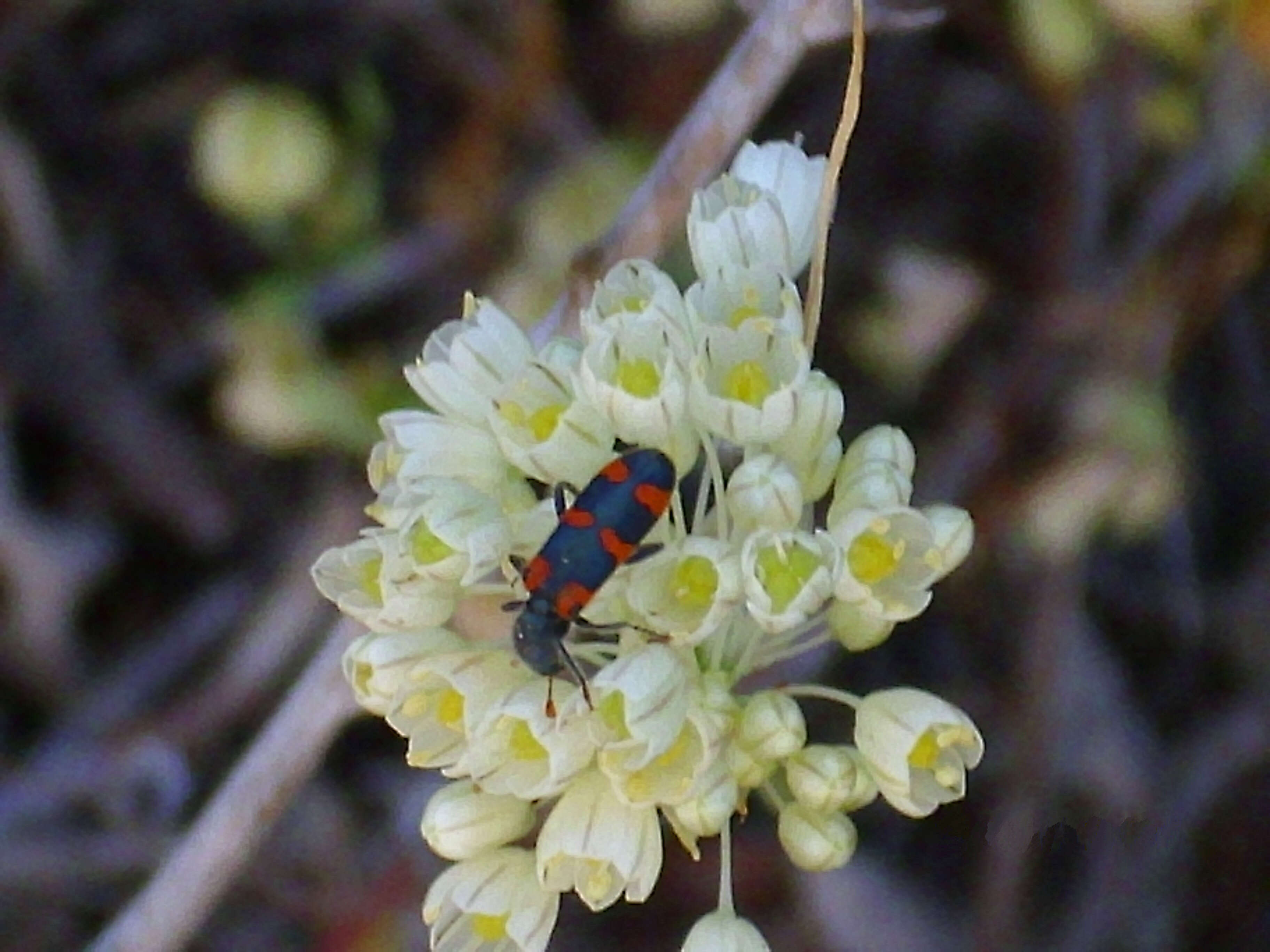 Image of Allium flavum subsp. flavum