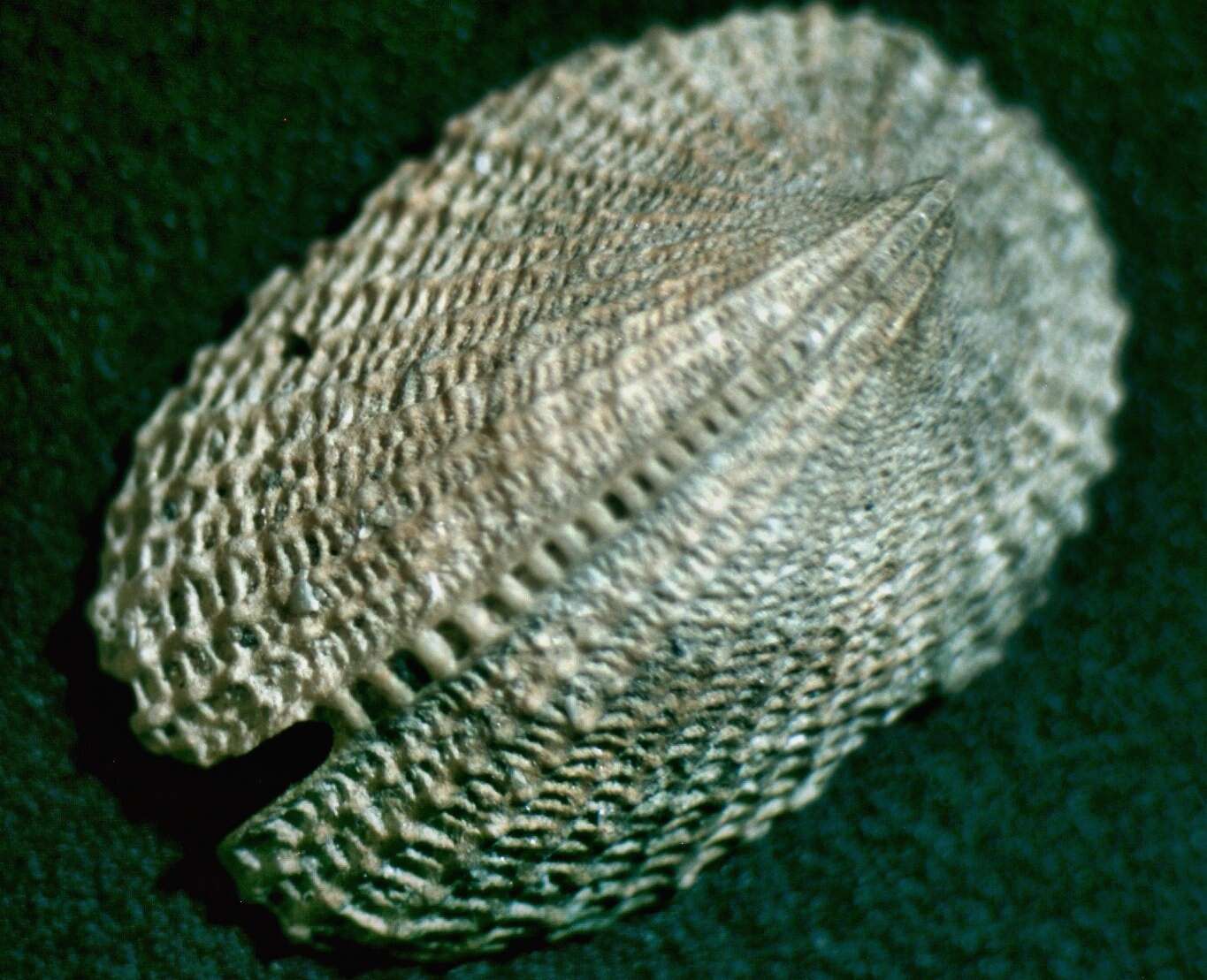 Image of Emarginula dilecta A. Adams 1852