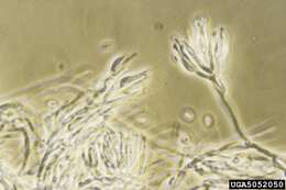 Image of Bionectria ochroleuca (Schwein.) Schroers & Samuels 1997