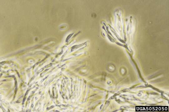 Plancia ëd Bionectria ochroleuca (Schwein.) Schroers & Samuels 1997