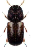 Image of bamboo powder post beetle