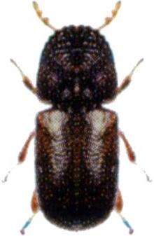Image of bamboo powder post beetle
