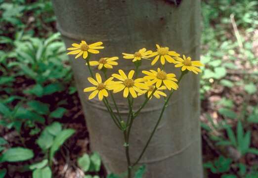 Image of Rocky Mountain groundsel