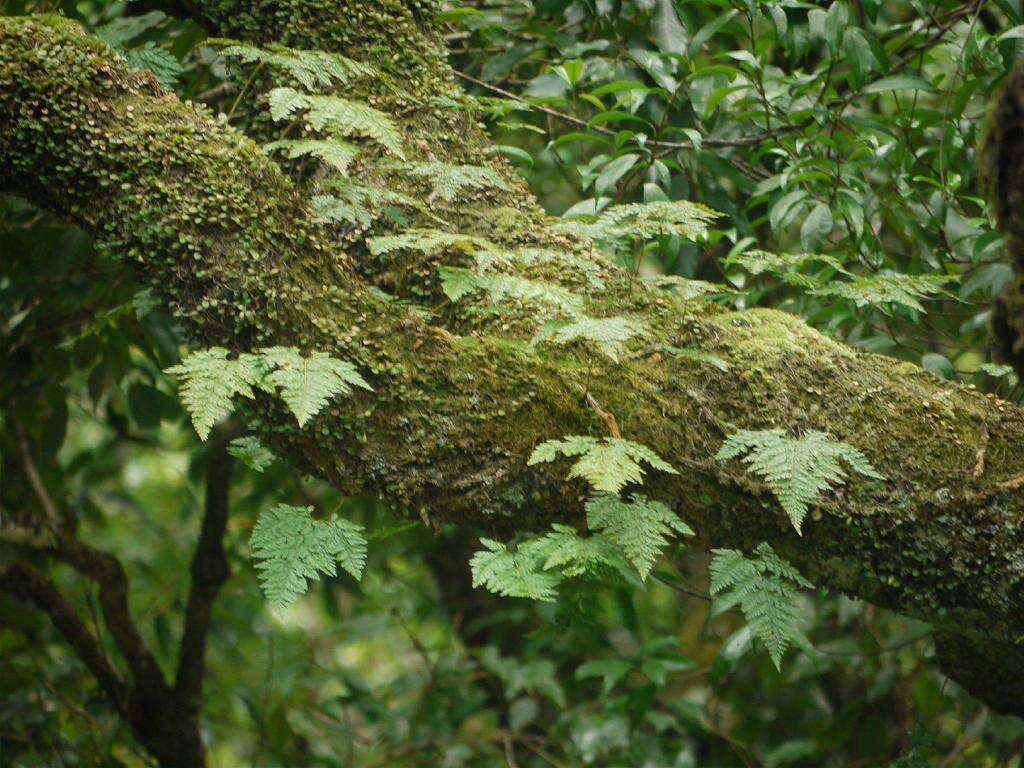 Слика од Davallia bullata Wall.