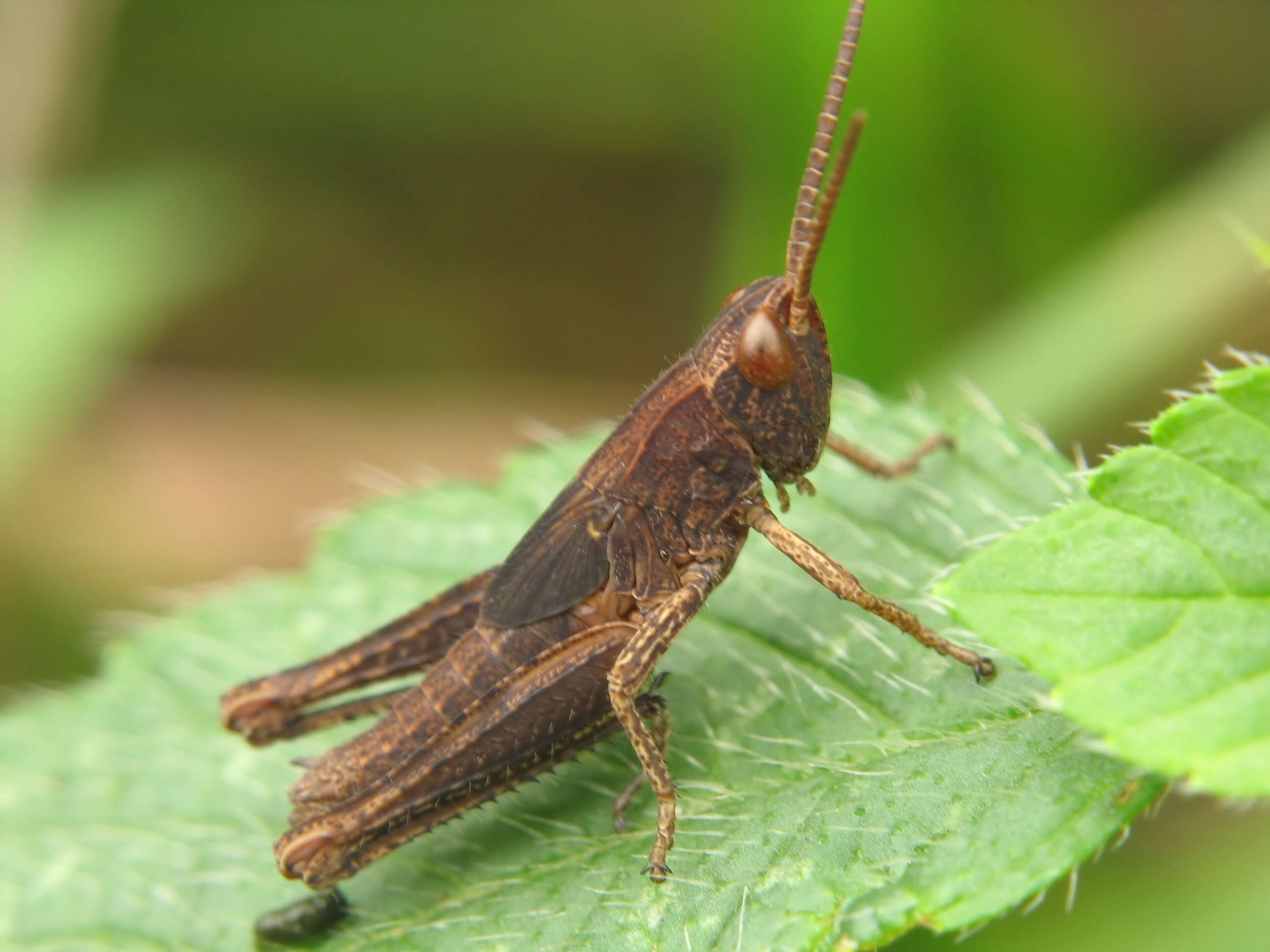 Image de criquet verte-échine