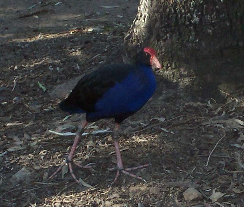 Image of Australasian Swamphen