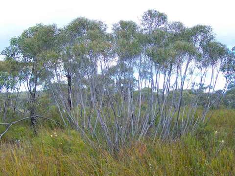 Image of Eucalyptus stricta Sieber ex Spreng.