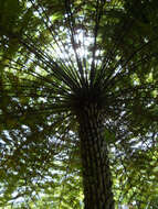 Image of Rough Tree Fern