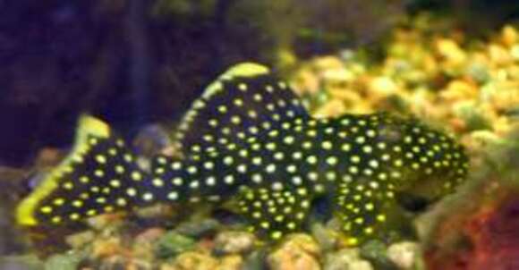 Image of Golden nugget pleco