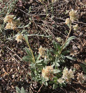 Image of silverleaf phacelia