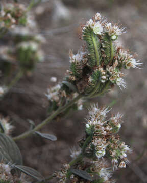 Image of silverleaf phacelia