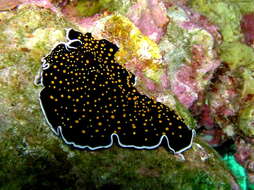 Image of Yellow papillae flatworm