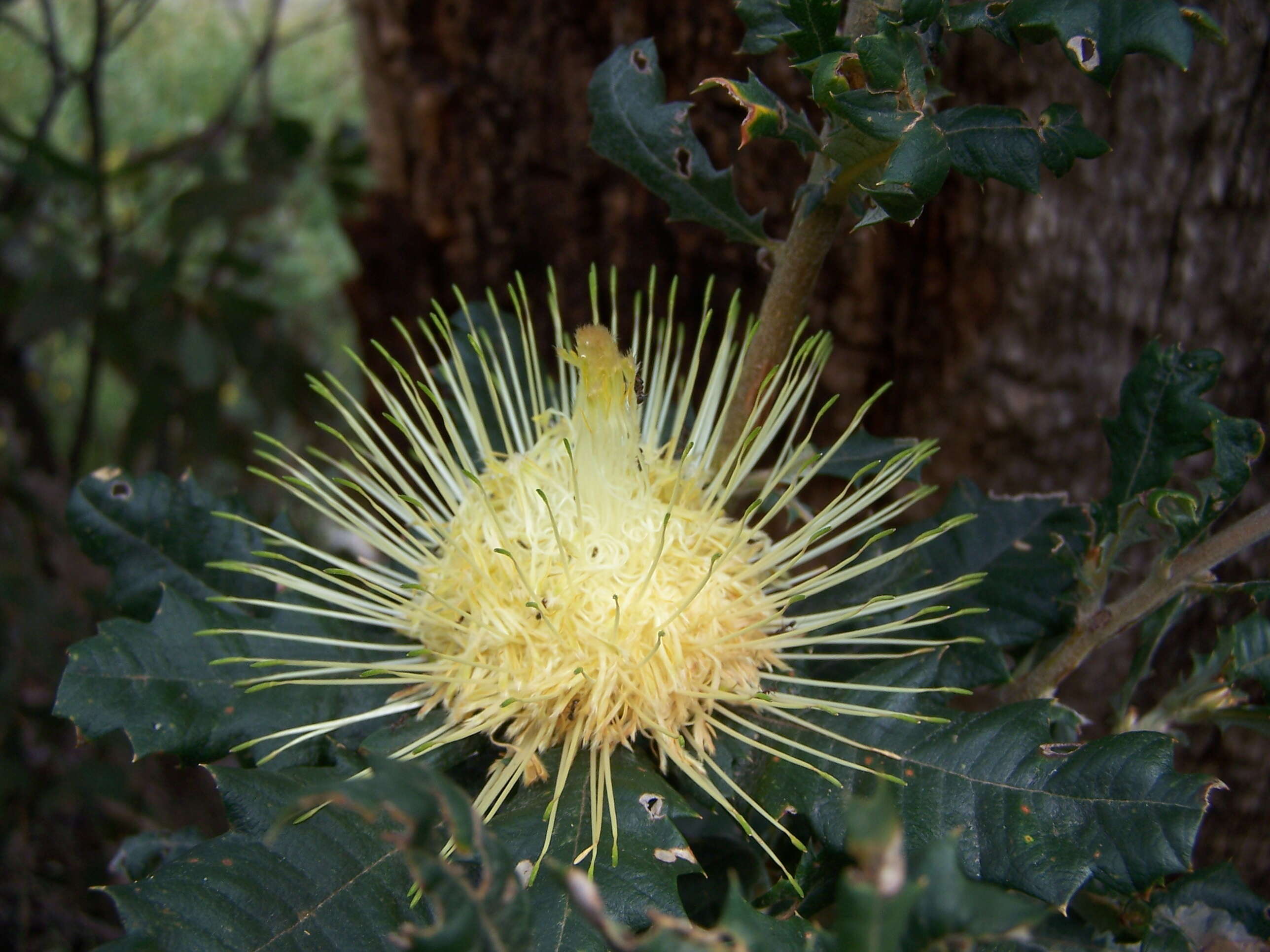 Image of Banksia undata A. R. Mast & K. R. Thiele